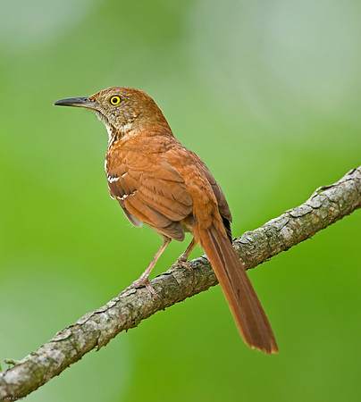 Brown Thrasher