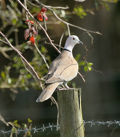 Eurasian Collared-dove