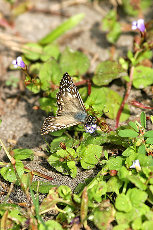 Tropical Checkered-skipper