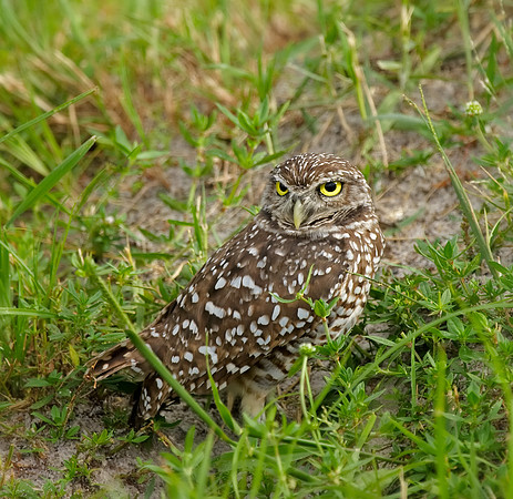 Burrowing Owl
