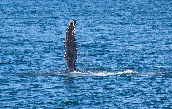 Hump-backed Whale slapping the water.