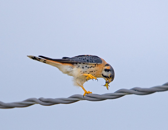 American Kestrel