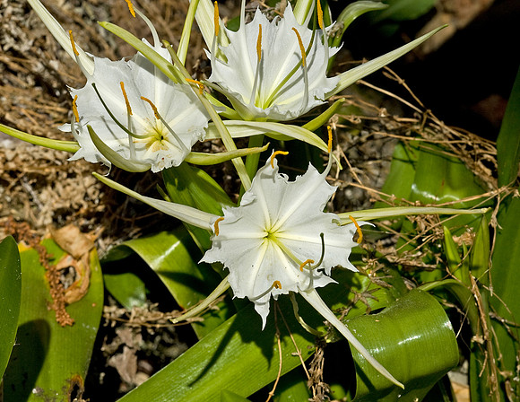 Spider Lily