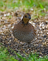 Northern Bobwhite (F)
