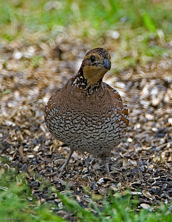 Northern Bobwhite (F)
