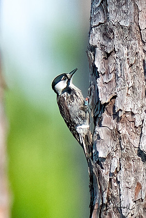 Red-cockaded Woodpecker (F)