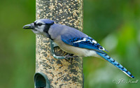 Blue Jay