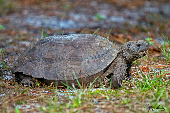 Gopher Tortoise