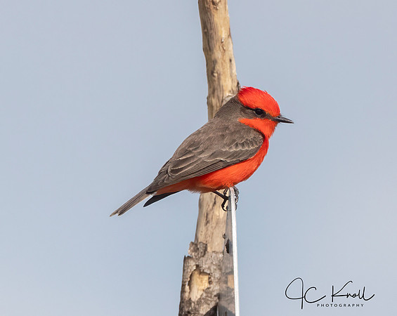 Vermillion Flycarcher