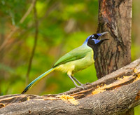 Green Jay