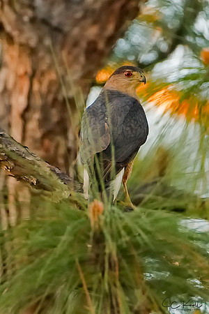 Cooper's Hawk (M)