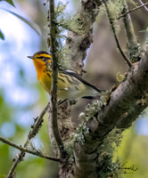 Blackburnian Warbler ()