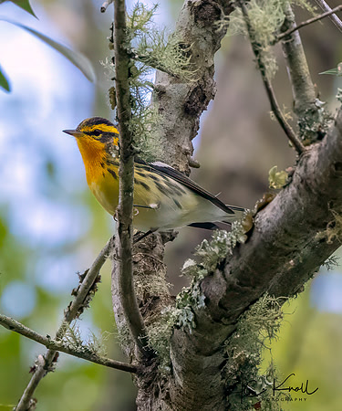 Blackburnian Warbler ()