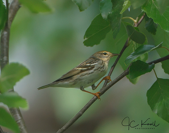 Blackpoll Warbler (F)