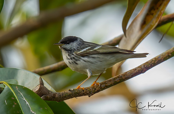 Blackpoll Warbler (M)