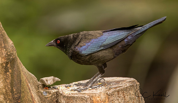 Bronzed Cowbird