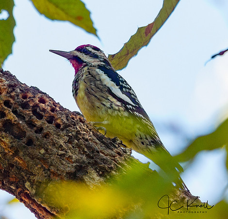 Yellow-bellied Sapsucker