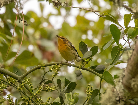 Blackburnian Warbler (F)