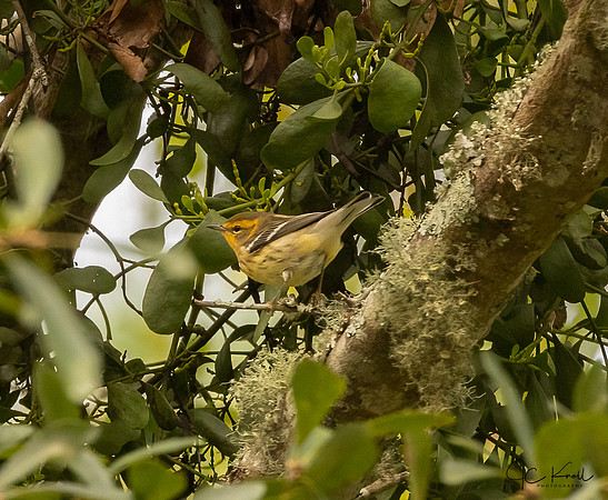 Blackburnian Warbler (F)