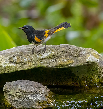American Redstart (M)