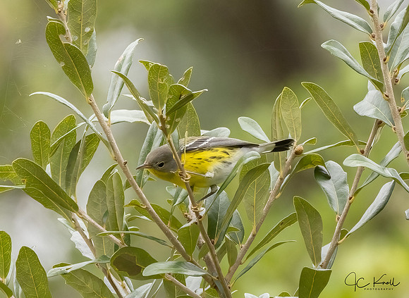 Magnolia Warbler