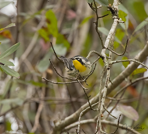 Yellow-throated Warbler