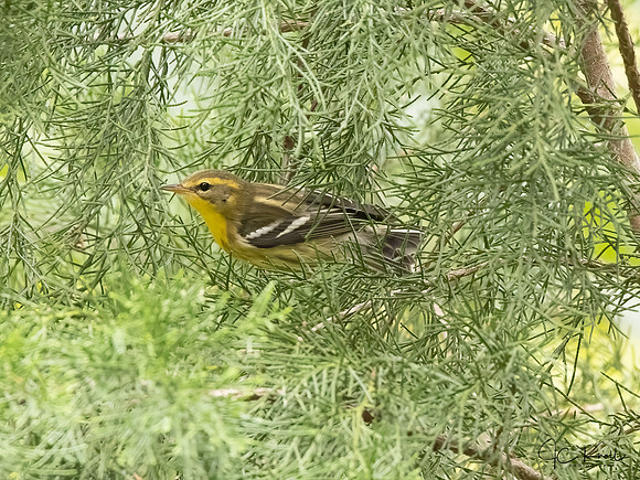 Blackburnian Warbler