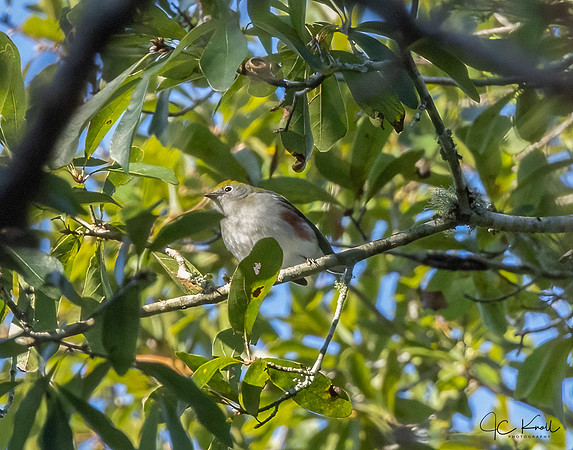 Chestnut-sided Warbler