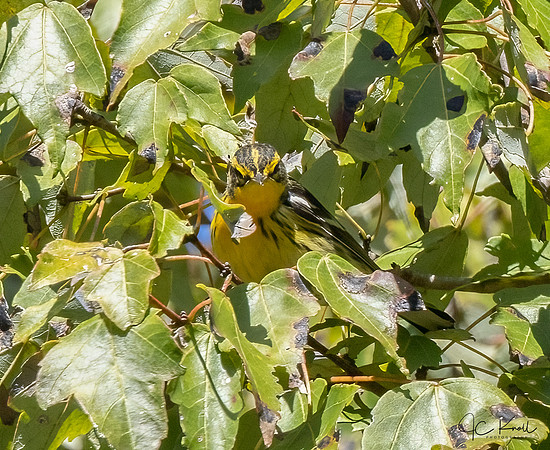 Blackburnian Warbler