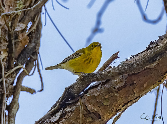 Pine Warbler (M)