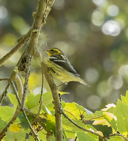 Blackburnian Warbler