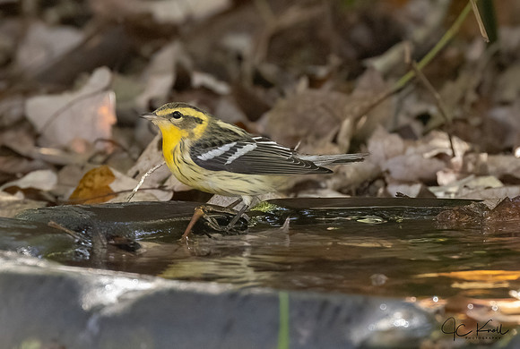 Blackburnian Warbler