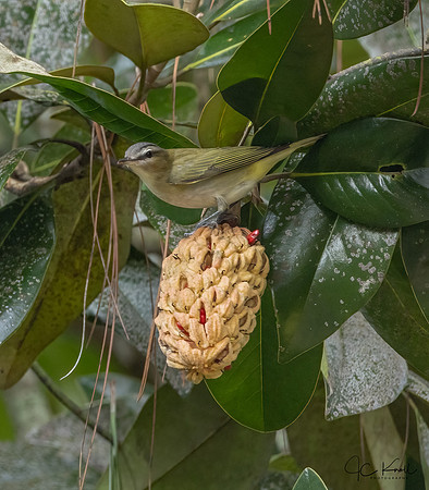 Red-eyed Vireo