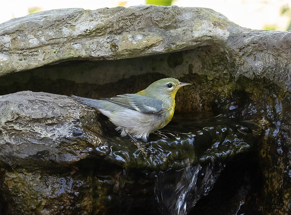 Northern Parula