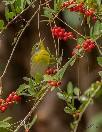 Northern Parula