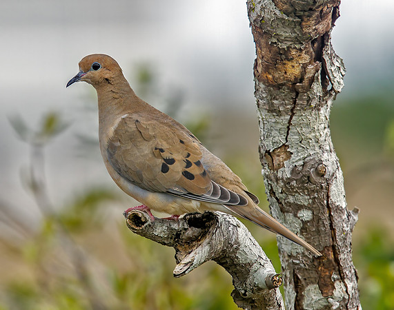 Mourning Dove