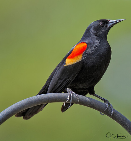 Red-winged Blackbird (M)