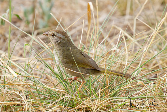 Olive Sparrow