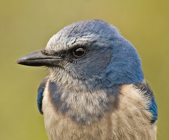 Florida Scrub-jay