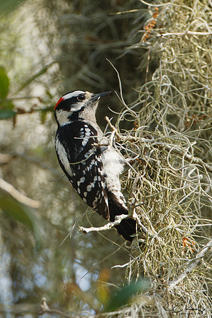 Downy Woodpecker (M)