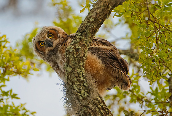 Great Horned Owlet