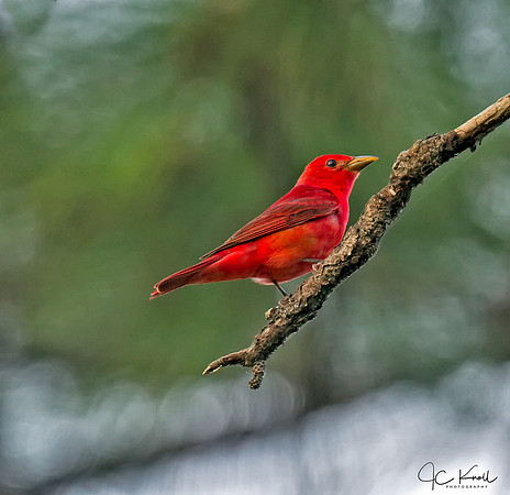 Summer Tanager (M)