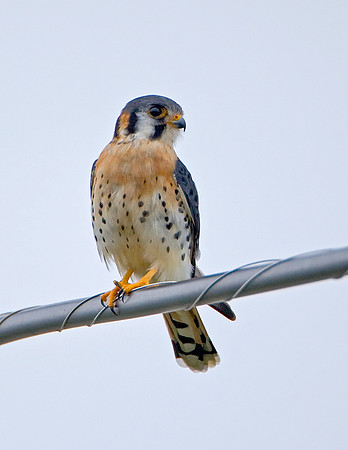 American Kestrel (M)