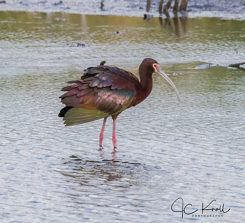 White-faced Ibis