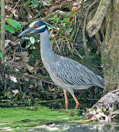Yellow-crowned Night-heron
