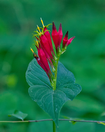 Indian Pink