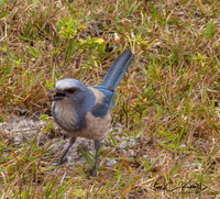 Florida Scrub-jay