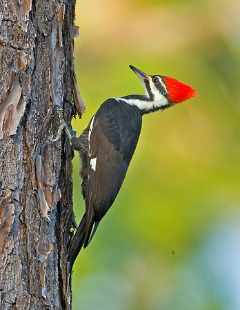 Pileated Woodpecker (F)
