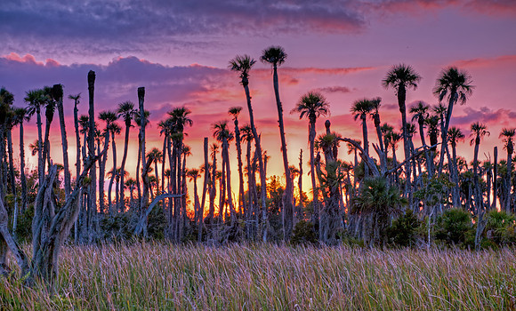Orlando Wetlands Park