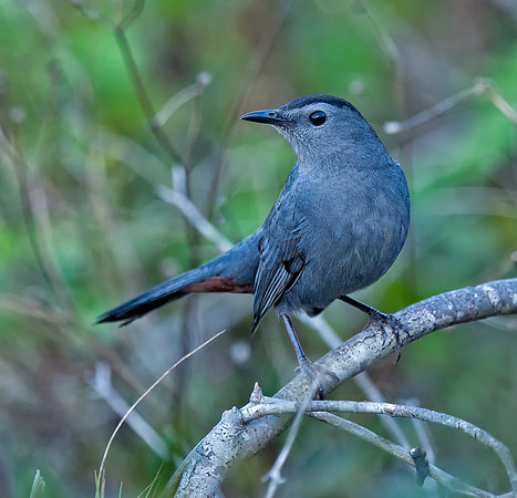Gray Catbird